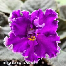 ПТ-Королевич Елисей